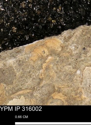 undet. Gastropoda