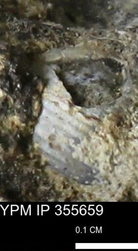 undet. Mollusca