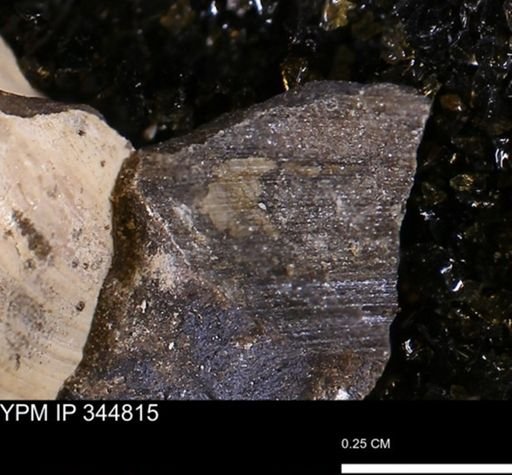 Limopsis striatopunctatus