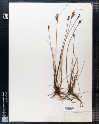 Juncus greenei