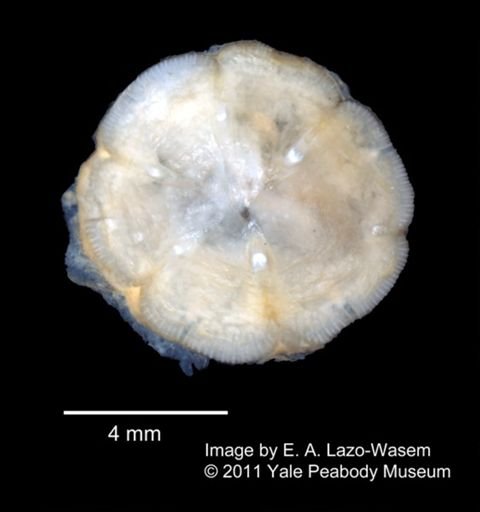 Platylepas hexastylos