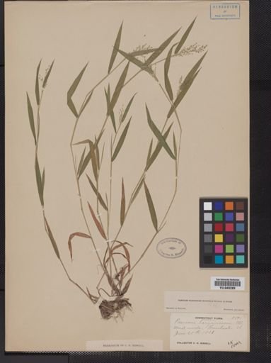 Panicum huachucae