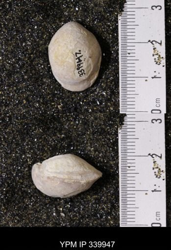 Kingena wacoensis