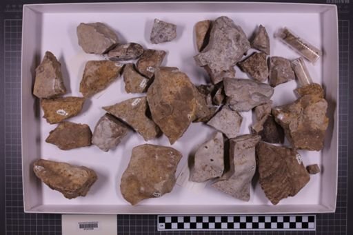 mixed taxa, stratigraphic collection
