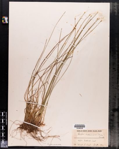 Scirpus hudsonianus