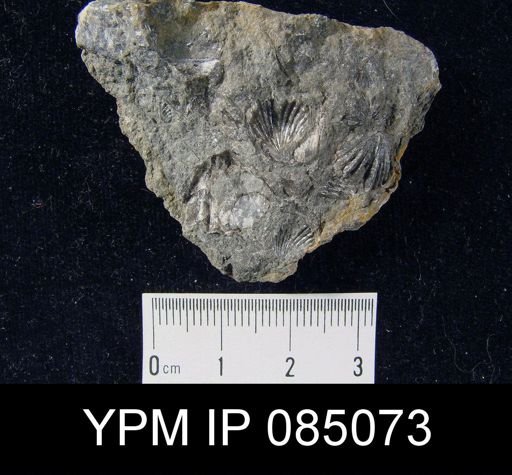 Camarotoechia vicina