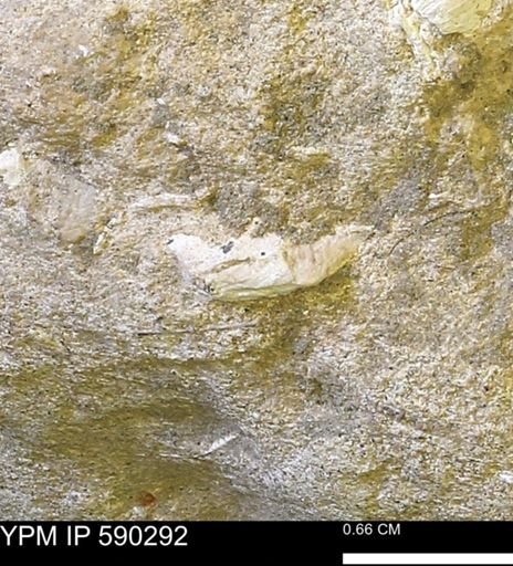 undet. Mollusca