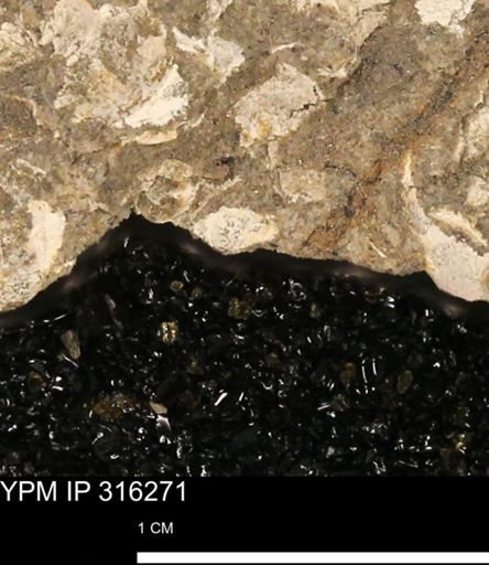 undet. Mollusca
