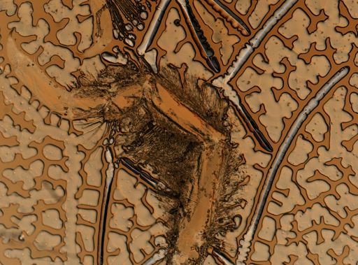 Sphaeroma quadridentatum