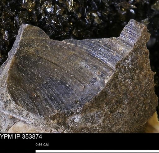 undet. Mollusca