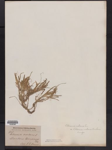 Alisma