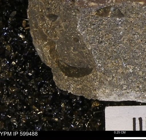 Protocardia subquadrata