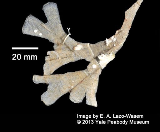 Bryozoa