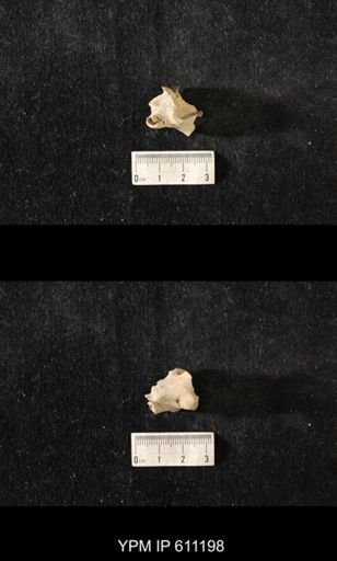 Hallopora andrewsi