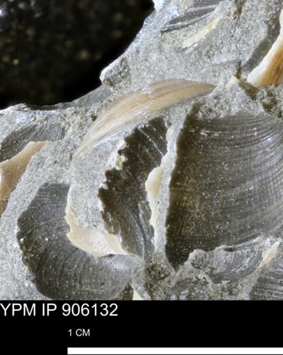 Limopsis striatopunctatus