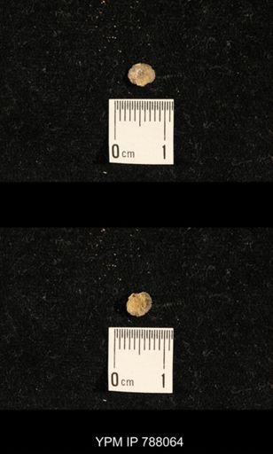 Brachiopoda
