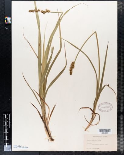 Carex stipata