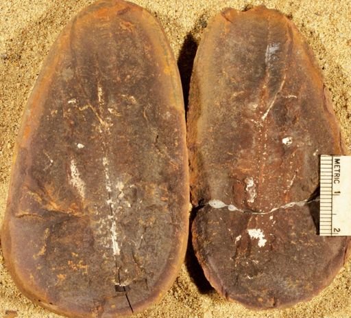 Pecopteris