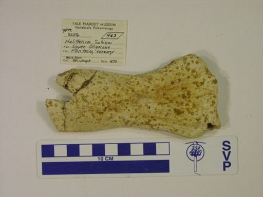 Halitherium schinzi