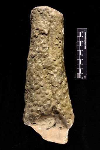 Stigmaria sp.