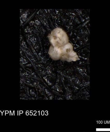 undet. Heterohelicidae