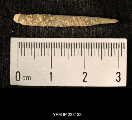 Archaeocidaris sp.