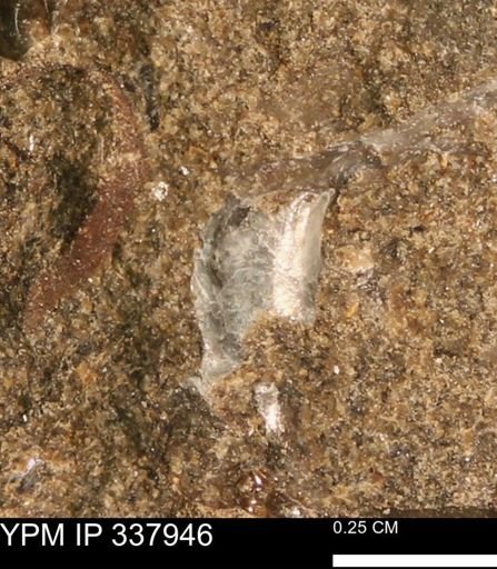 undet. Bivalvia