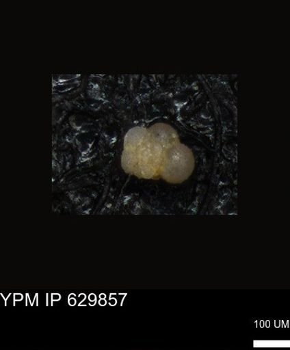 undet. Foraminiferida