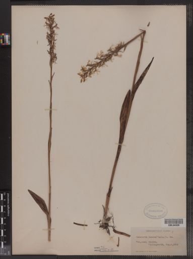 Habenaria lacera