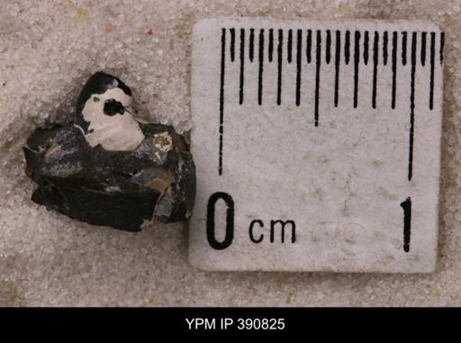 undet. Scaphitidae