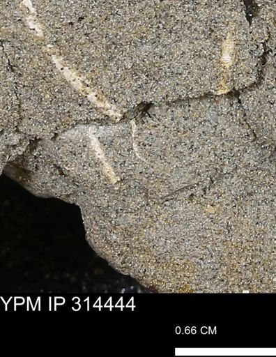 undet. Scaphopoda