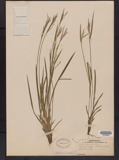 Carex digitalis