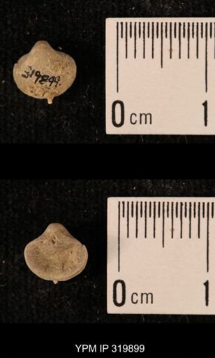 Ambocoelia planoconvexa