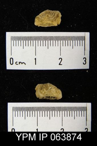 Leptaena delicata