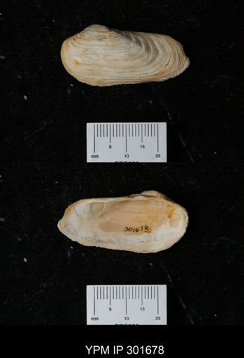 Hiatella arctica