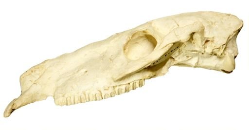 Parahippus cognatus wyomingensis