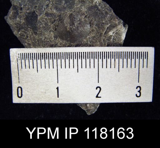 Dalmanella sp.