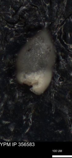 undet. Foraminiferida