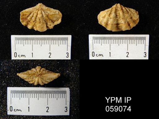 Delthyris perlamellosa
