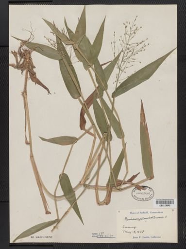 Panicum clandestinum