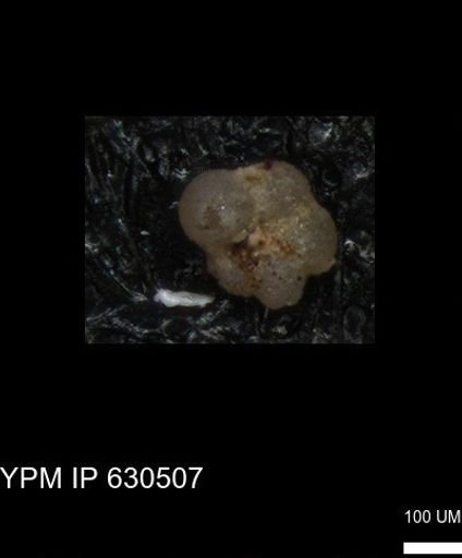 undet. Rugoglobigerinidae