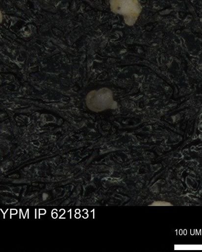 undet. Foraminiferida