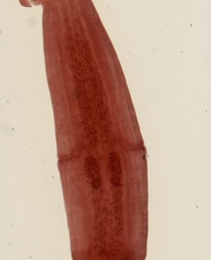 Dipylidium caninum