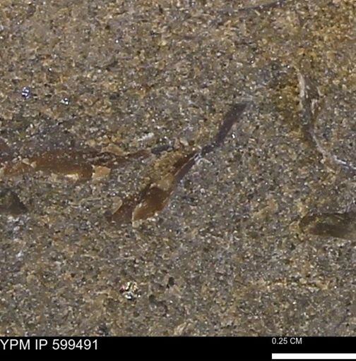 undet. Bivalvia