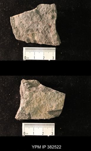 Spirifer cameratus
