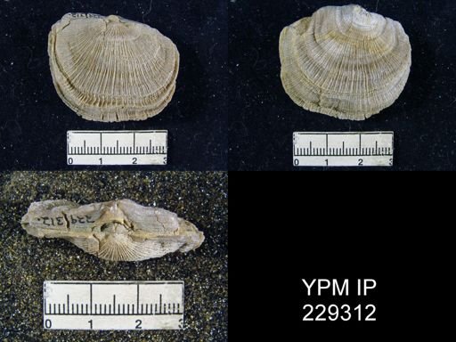 Derbya crassa texana