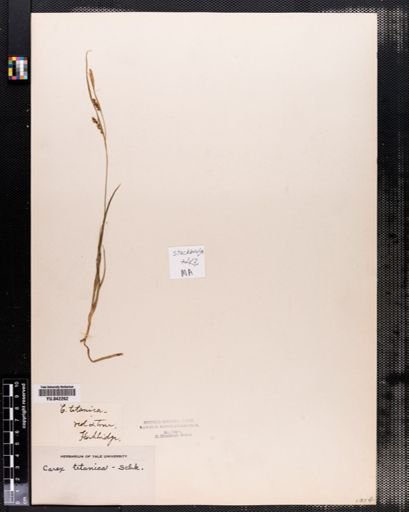 Carex tetanica