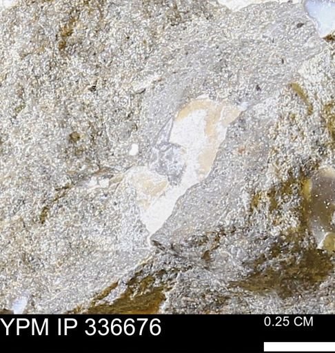 undet. Ammonoidea