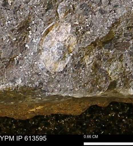 Scaphites sp.