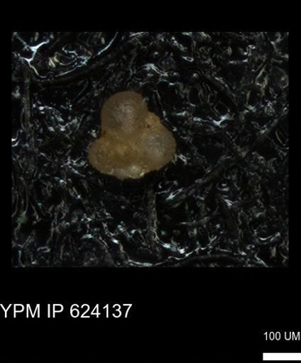 undet. Foraminiferida